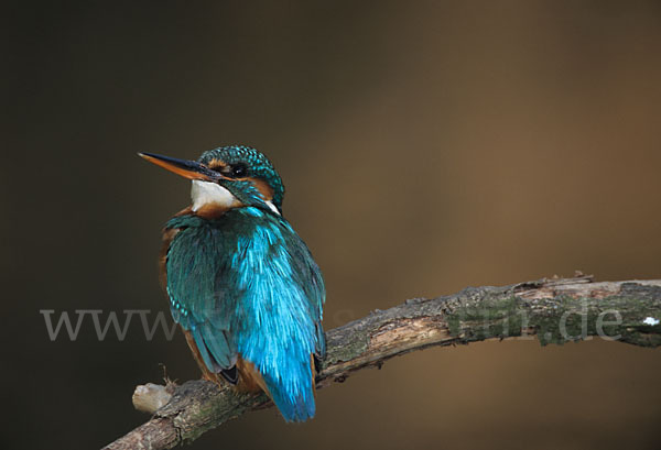 Eisvogel (Alcedo atthis)