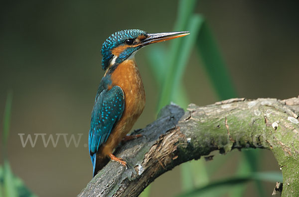 Eisvogel (Alcedo atthis)