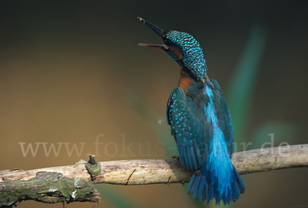 Eisvogel (Alcedo atthis)