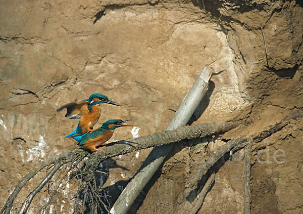 Eisvogel (Alcedo atthis)