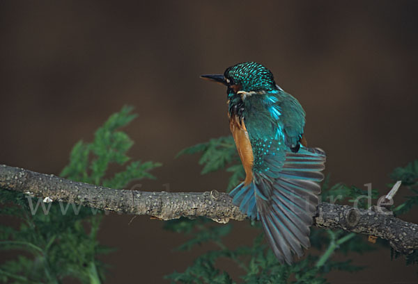 Eisvogel (Alcedo atthis)