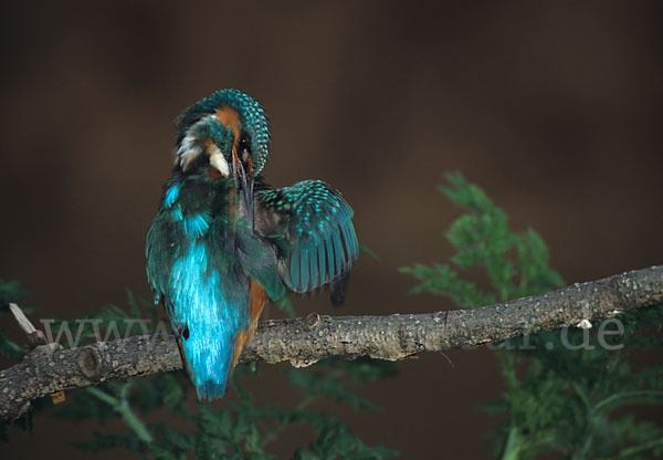 Eisvogel (Alcedo atthis)