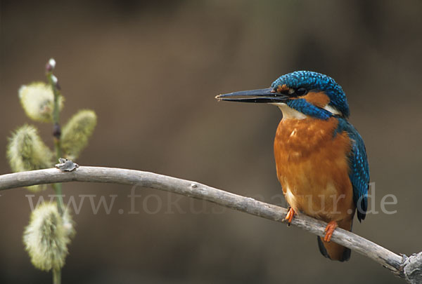 Eisvogel (Alcedo atthis)