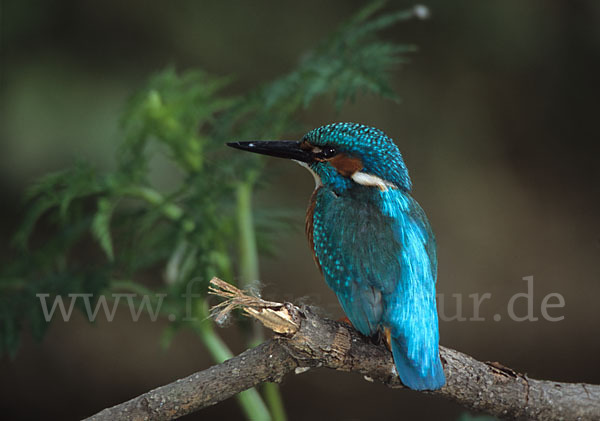 Eisvogel (Alcedo atthis)