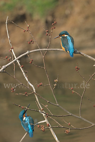 Eisvogel (Alcedo atthis)