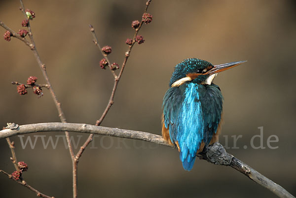 Eisvogel (Alcedo atthis)