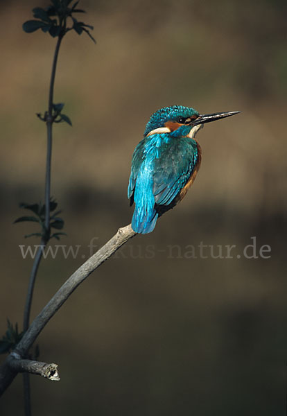 Eisvogel (Alcedo atthis)