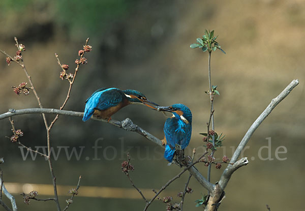 Eisvogel (Alcedo atthis)