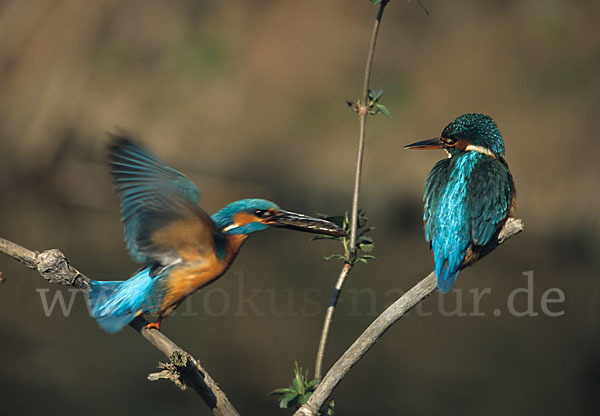 Eisvogel (Alcedo atthis)