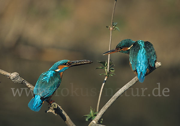 Eisvogel (Alcedo atthis)