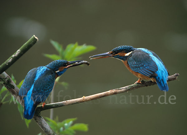 Eisvogel (Alcedo atthis)