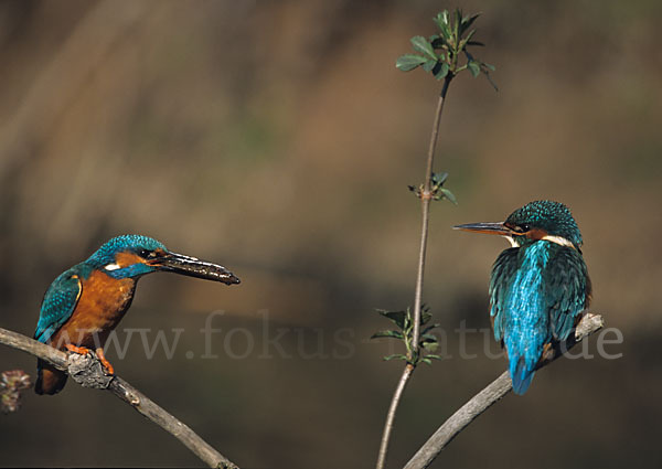 Eisvogel (Alcedo atthis)