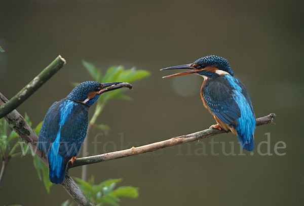 Eisvogel (Alcedo atthis)