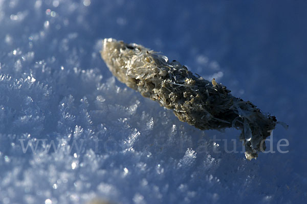 Eisvogel (Alcedo atthis)