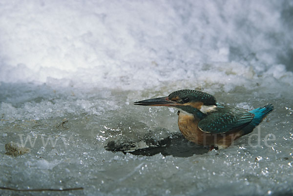 Eisvogel (Alcedo atthis)