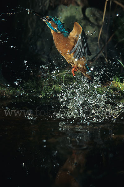 Eisvogel (Alcedo atthis)