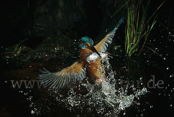 Eisvogel (Alcedo atthis)