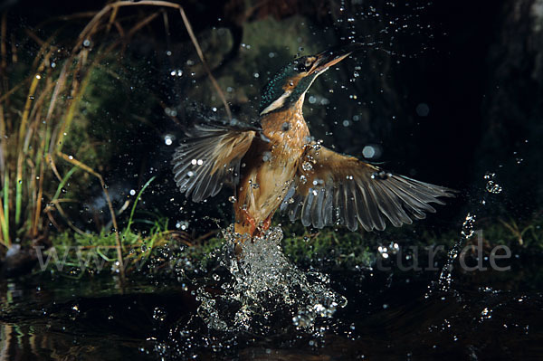 Eisvogel (Alcedo atthis)