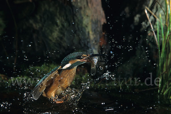 Eisvogel (Alcedo atthis)