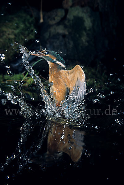 Eisvogel (Alcedo atthis)