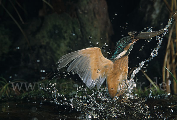 Eisvogel (Alcedo atthis)