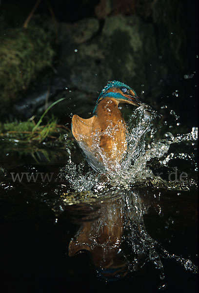 Eisvogel (Alcedo atthis)