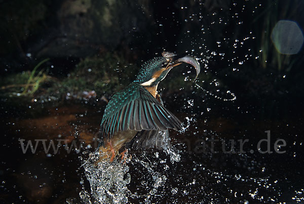 Eisvogel (Alcedo atthis)