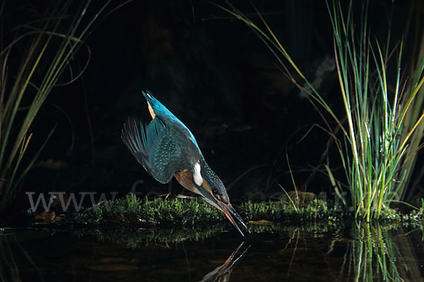 Eisvogel (Alcedo atthis)