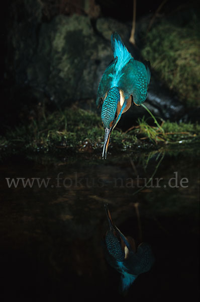 Eisvogel (Alcedo atthis)