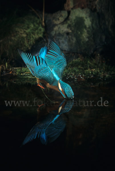 Eisvogel (Alcedo atthis)