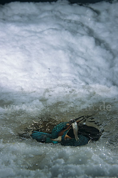 Eisvogel (Alcedo atthis)
