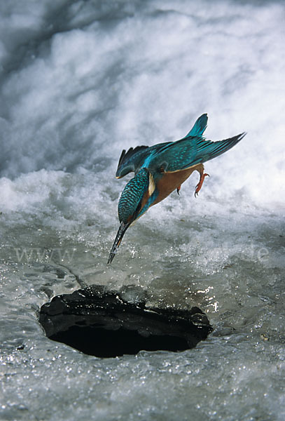 Eisvogel (Alcedo atthis)