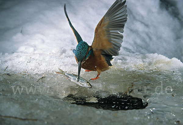 Eisvogel (Alcedo atthis)