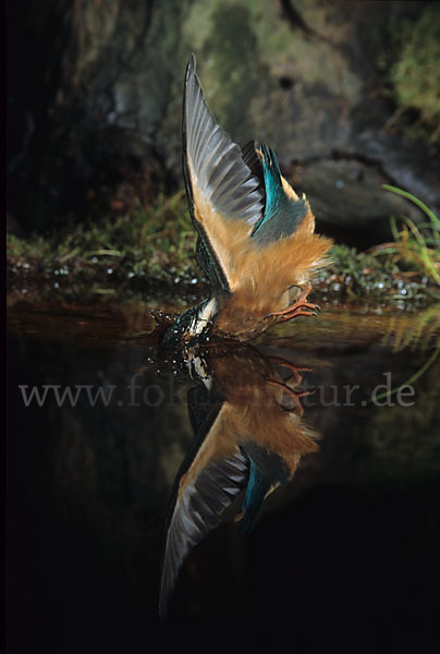 Eisvogel (Alcedo atthis)