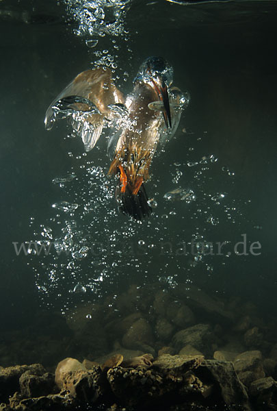 Eisvogel (Alcedo atthis)