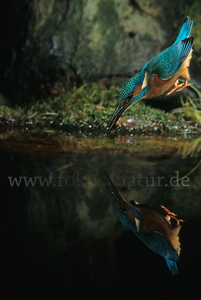 Eisvogel (Alcedo atthis)