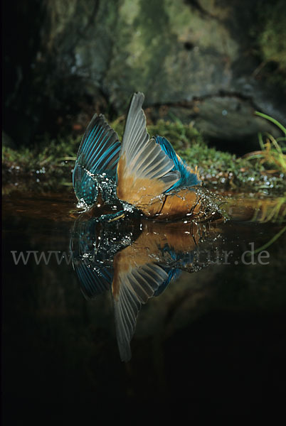 Eisvogel (Alcedo atthis)