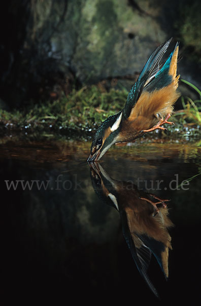 Eisvogel (Alcedo atthis)