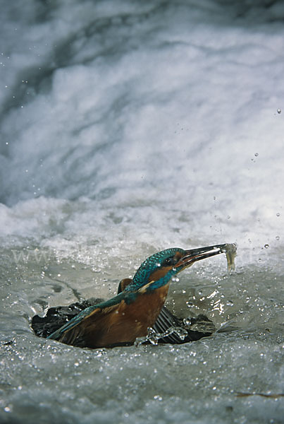 Eisvogel (Alcedo atthis)