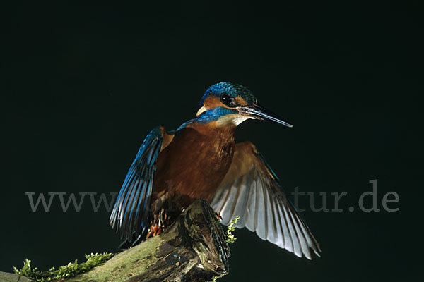 Eisvogel (Alcedo atthis)