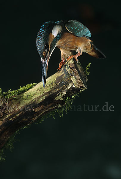 Eisvogel (Alcedo atthis)