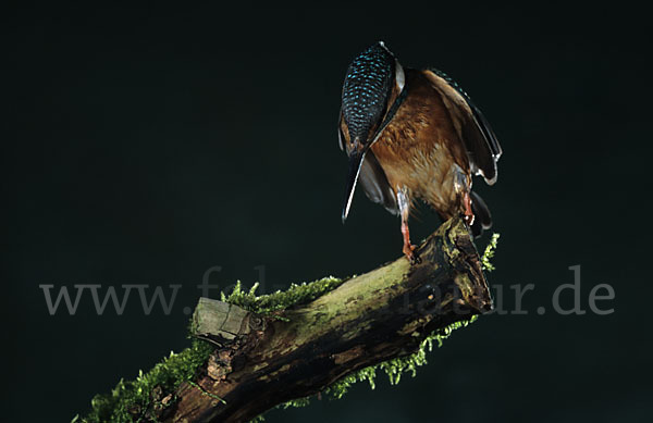 Eisvogel (Alcedo atthis)