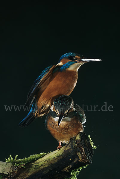 Eisvogel (Alcedo atthis)