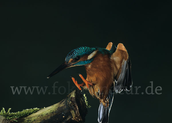 Eisvogel (Alcedo atthis)