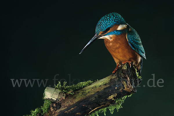 Eisvogel (Alcedo atthis)