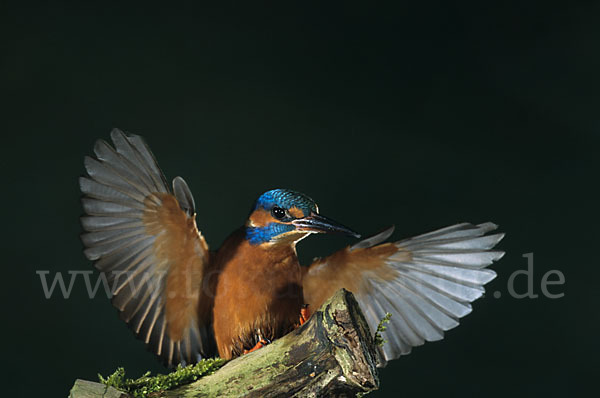 Eisvogel (Alcedo atthis)