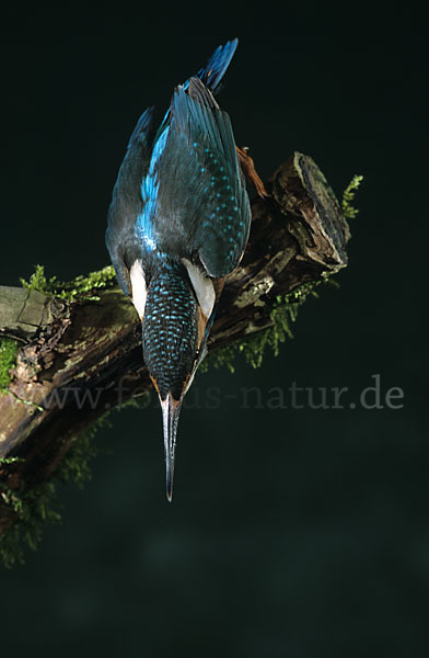 Eisvogel (Alcedo atthis)