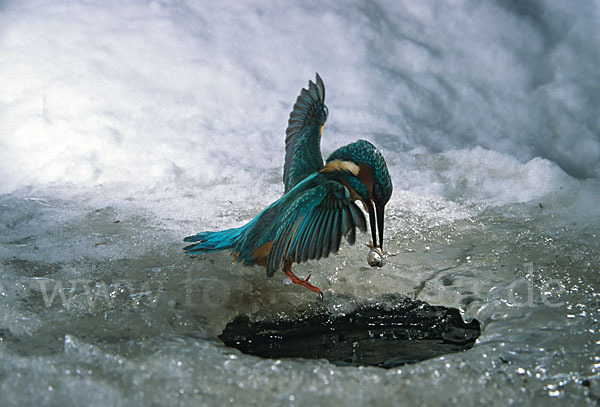 Eisvogel (Alcedo atthis)