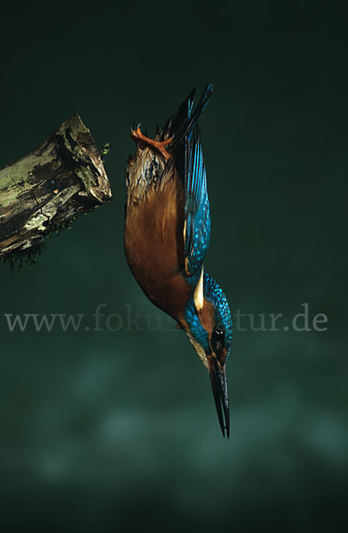 Eisvogel (Alcedo atthis)