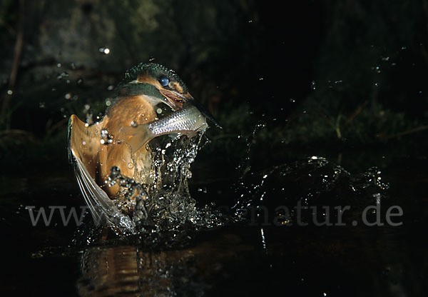 Eisvogel (Alcedo atthis)